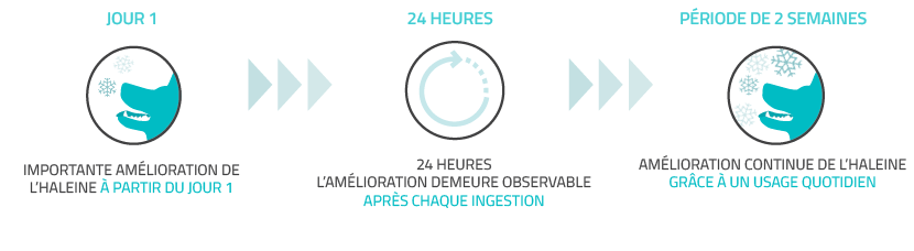 Veggiedent Fresh Detail Aid - Canada FRN.png