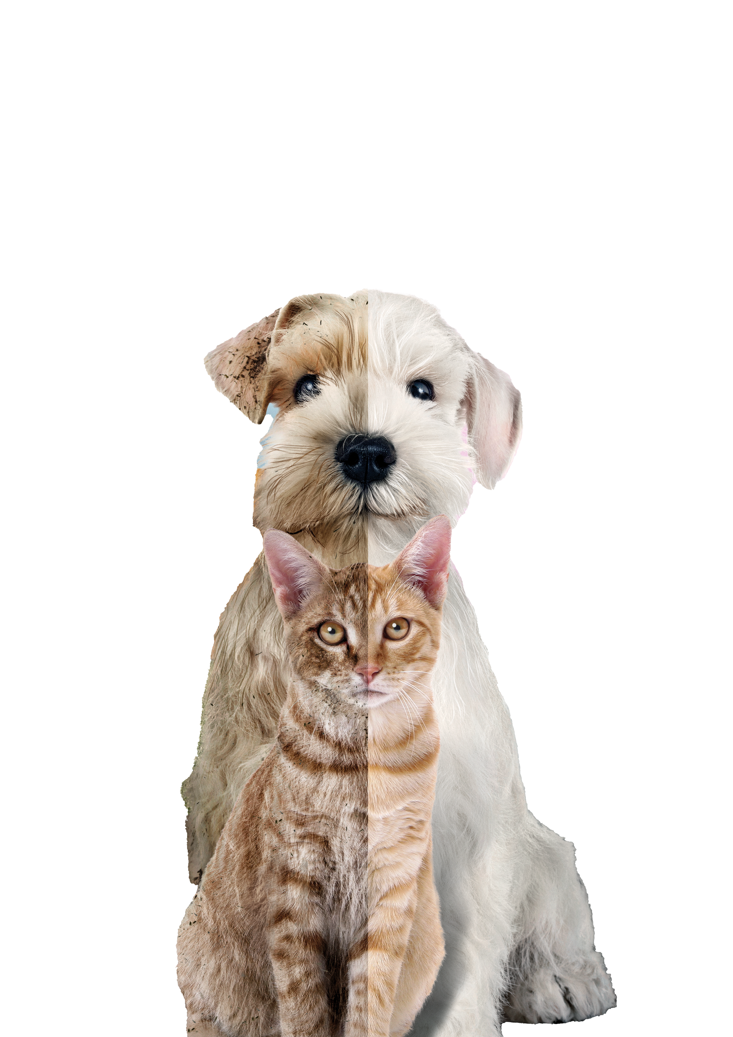 Allerderm Vet Layers_Cutout_CMYK.png