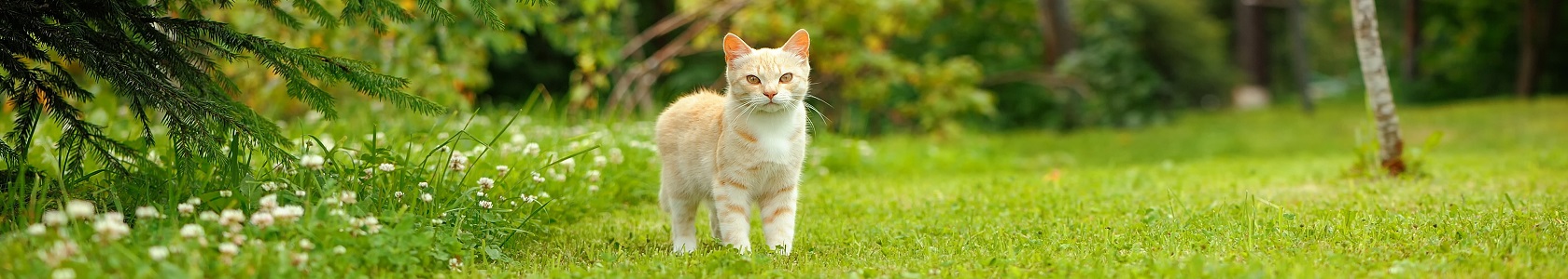Cat Walking on Green Grass (16:9 Aspect Ratio)