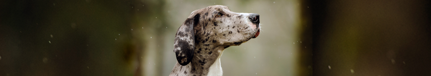 kooijker dog with sunset