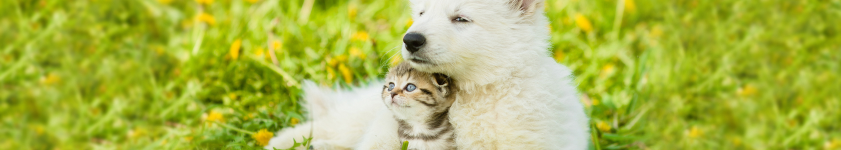 kooijker dog with sunset kooijker dog with sunset