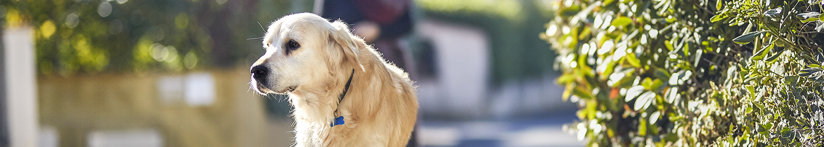 Babiosis tick store treatment in dogs
