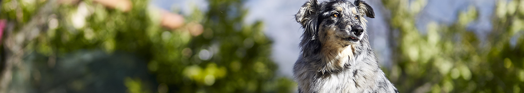 Protecting Dogs From Ticks And Lyme Disease Borreliosis