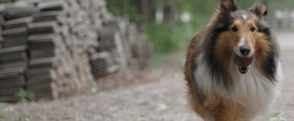 Virbac Is Dedicated Exclusively To Animal Health